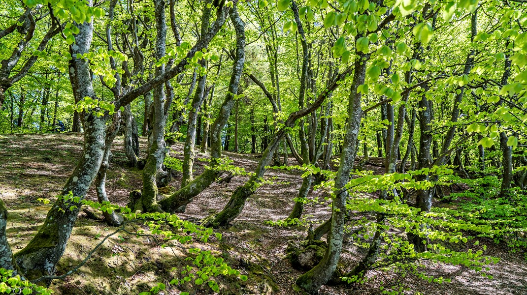 Vi bør, under hensyntagen til biodiversitet, blive ved med at anvende biomasse indtil bedre løsninger kan helt tage over. Havde det ikke været for biomasse ville vores kulforbrug lige nu være endnu højere til stor skade for klimaet, skriver Anders Frandsen, direktør i Dansk Skovforening. 