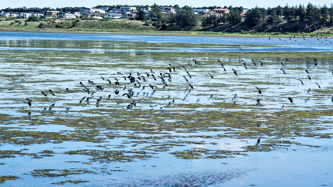 Grønne alger er tegn på iltsvind i vandet i Limfjorden ved Skive, 31. august 2020.