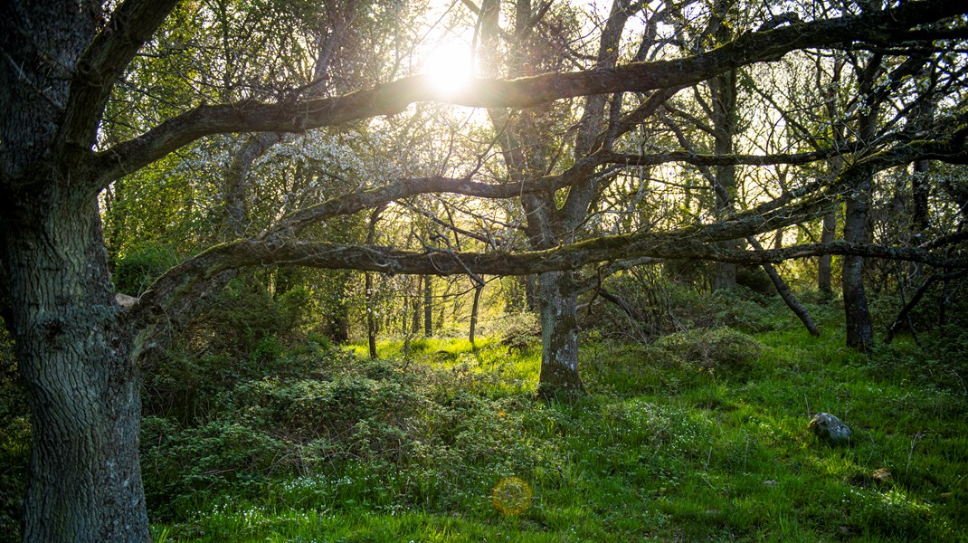 Mange områder, der på papiret er beskyttet natur, indeholder i virkeligheden golfbaner, landbrug og infrastruktur. Blandt andet derfor vildleder en ny rapport om biodiversitetens tilstand i Danmark, lyder kritikken. Billedet er fra Molslaboratoriet, hvor naturen får lov at være vild. 