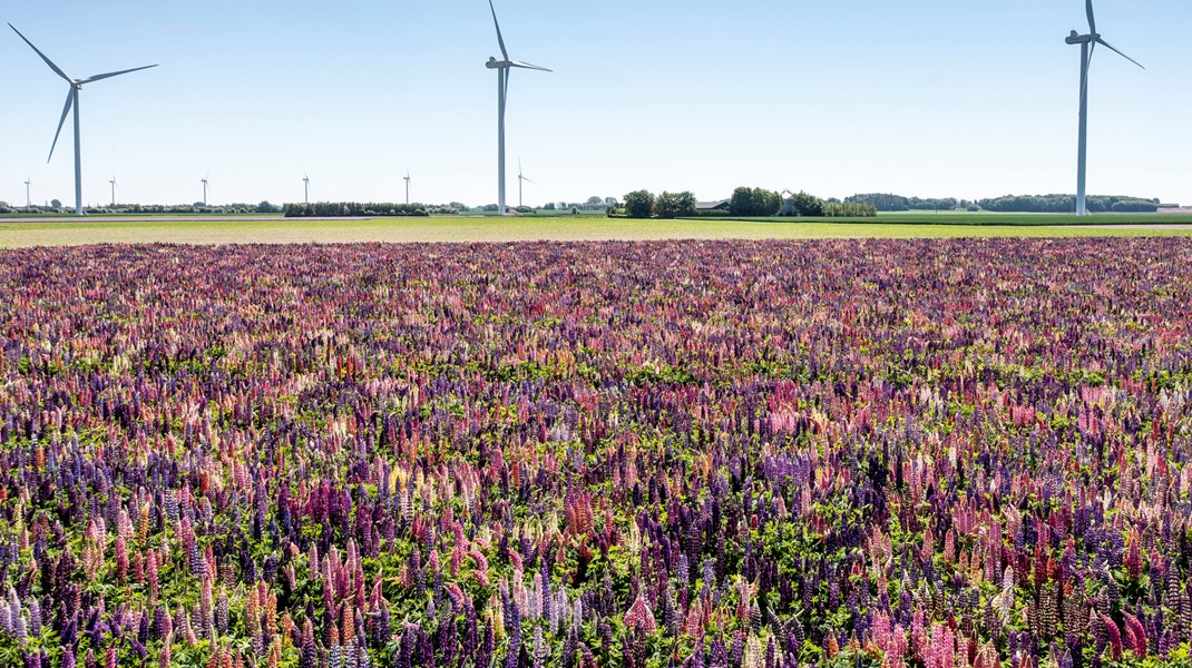 Bønner fra lupiner er en af mange bælgfrugter, der kan komme til at fylde mere i landbrugsproduktionen i fremtiden.