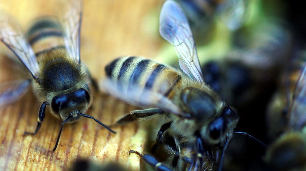 Øget bestøvning i raps har langt større effekt på høstudbyttet, end brugen af pesticider har, skriver Arne Henriksen. 