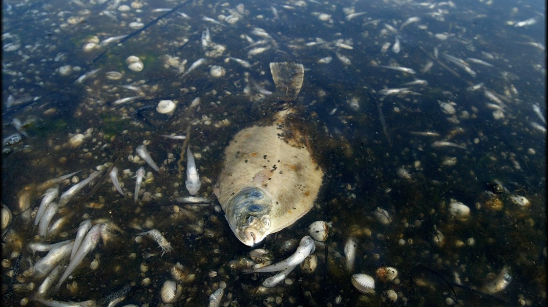 Der er ikke mange levende fisk ved Agersø Sund og lignende steder, og det skyldes en fejlprioritering i Miljøministeriet, skriver Hanne Winter. 