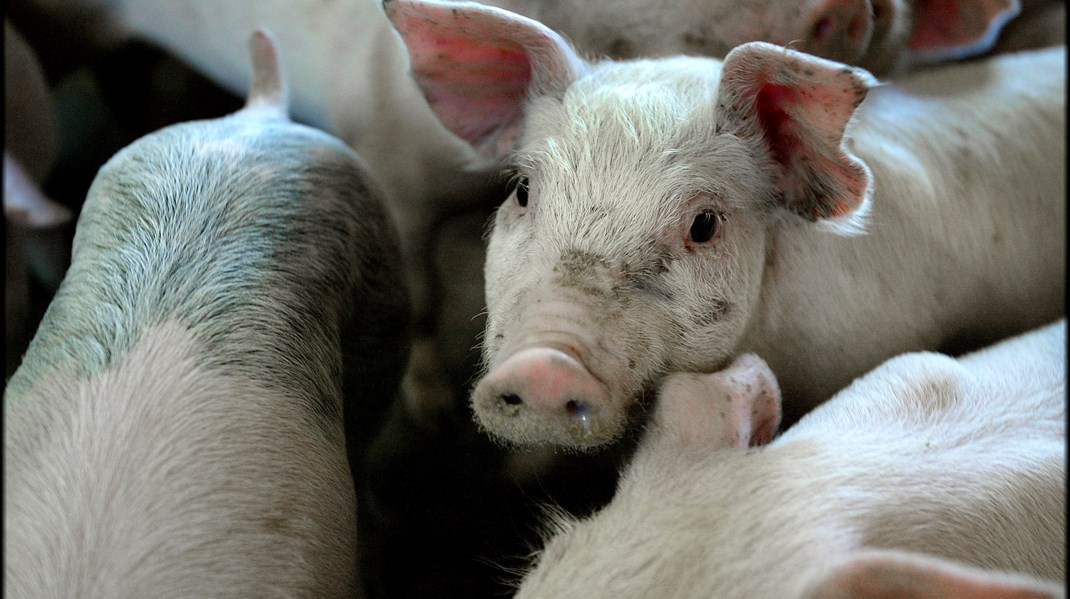 Klimabevægelsen til Venstre: Bryd jer fri af det animalske landbrugs jerngreb