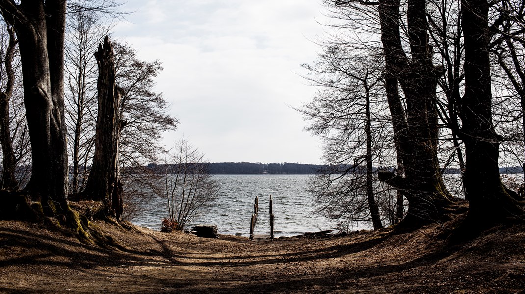 Friluftsrådet: Der er behov for mere natur i Danmark 