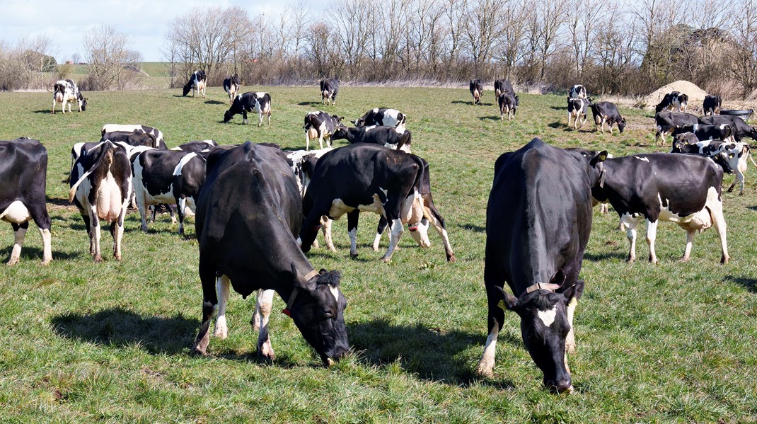 Malkekøer er de største klimasyndere i den danske husdyrsproduktion, og klimaneutralitet i 2040 kræver dermed en mælkereduktion på de danske landbrug, skriver Tavs Nyord og Simone Højte. 