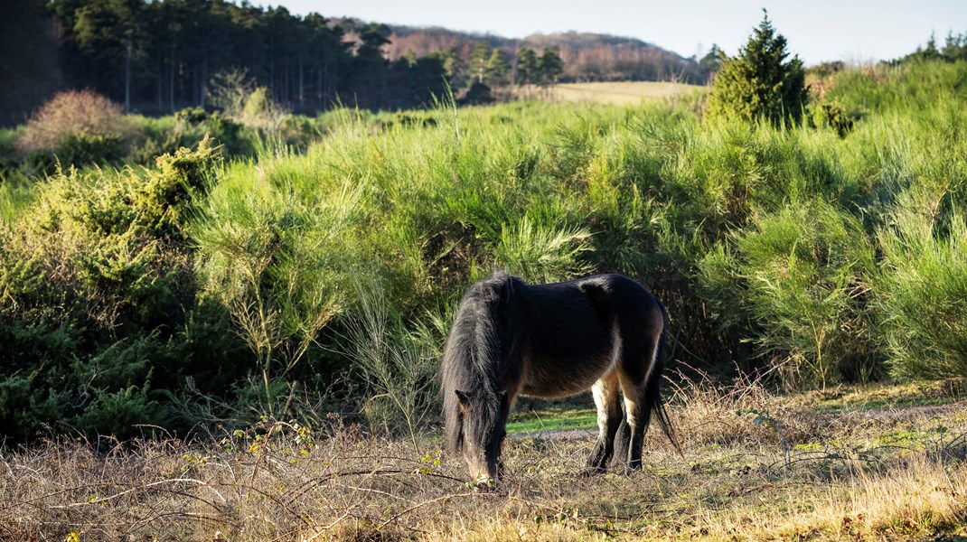 I Danmark har vi 257 EU-beskyttede Natura 2000-områder. Det lyder jo fint, men nærmest ingen af områderne er 100 procent beskyttede fra landbrug, skovbrug eller fiskeri, skriver Kira Marie Peter-Hansen.