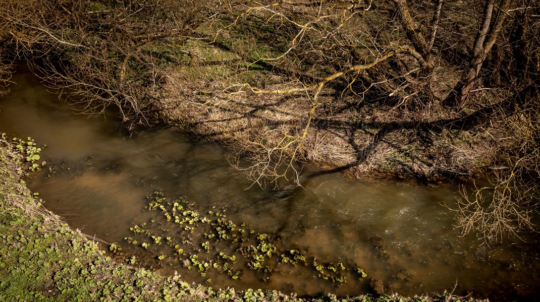 WWF: Naturkrisen kan blive dyrere end klimakrisen, men det overser regeringen