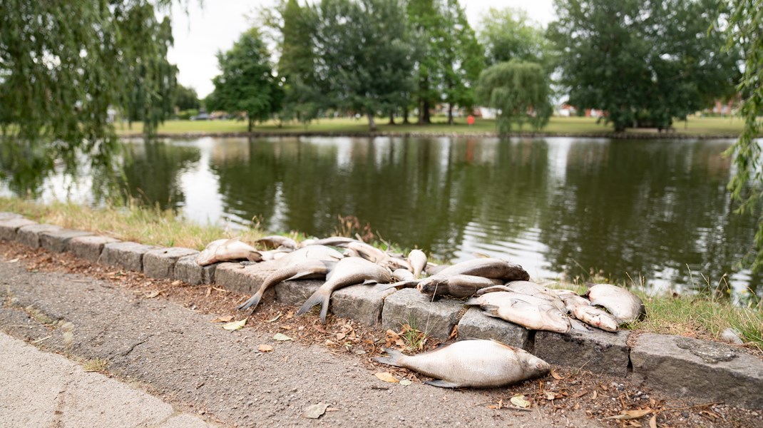 For nyligt blev det dokumenteret, hvordan vores fjorde er mere eller mindre tomme for fisk.
Alligevel lader regeringen marine naturnationalparker og forslaget om trawlfrie zoner vente på sig, skriver Torben Kaas.