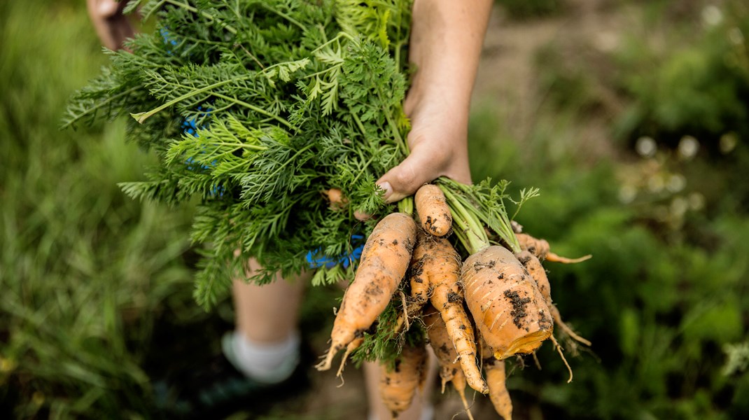 Politikerne er nødt til at indse, at prisen på de produkter som ikke produceres bæredygtigt, skal endnu mere op, skriver Sybille Kyed, Landbrugs- og fødevarepolitisk chef, Økologisk Landsforening.