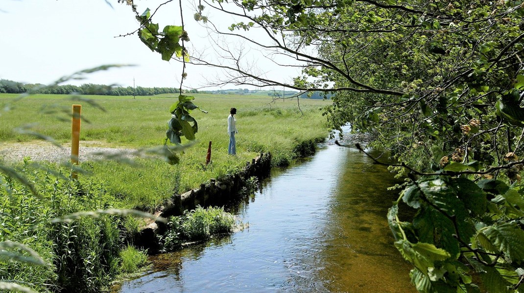 Selv om Danmark på andre måder er et grønt foregangsland, så er vi ikke gode nok til at beskytte og genoprette vores egen natur, siger EU's miljøagentur. Her er det Lindholm Å i nærheden af Aalborg. 