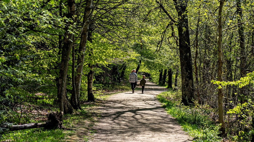 Danmark har for lidt natur i forhold til EU's miljøregler. Her er det Rold Skov i Nordjylland.