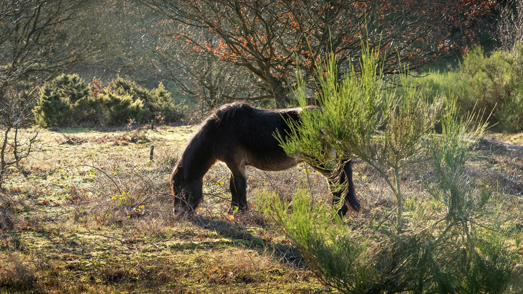 DM: En jungle af forskellige naturlove modarbejder biodiversiteten og naturindsatsen