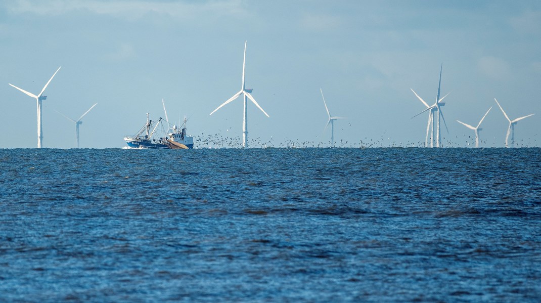 Eksperter om ny havplan: “Ikke tilstrækkeligt til at vende tabet af biodiversitet til fremgang”