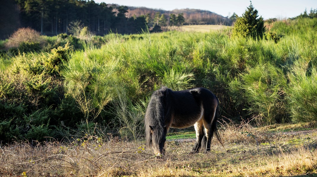 DN: Vores natur skraber bunden i EU - manglende positiv naturhandling fra regeringen er alarmerende