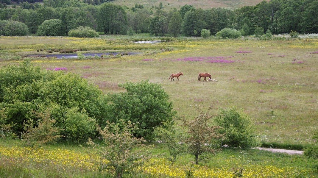 Naturforskere: Nye målrettede tilskudsordningerne skal sikre biodiversiteten