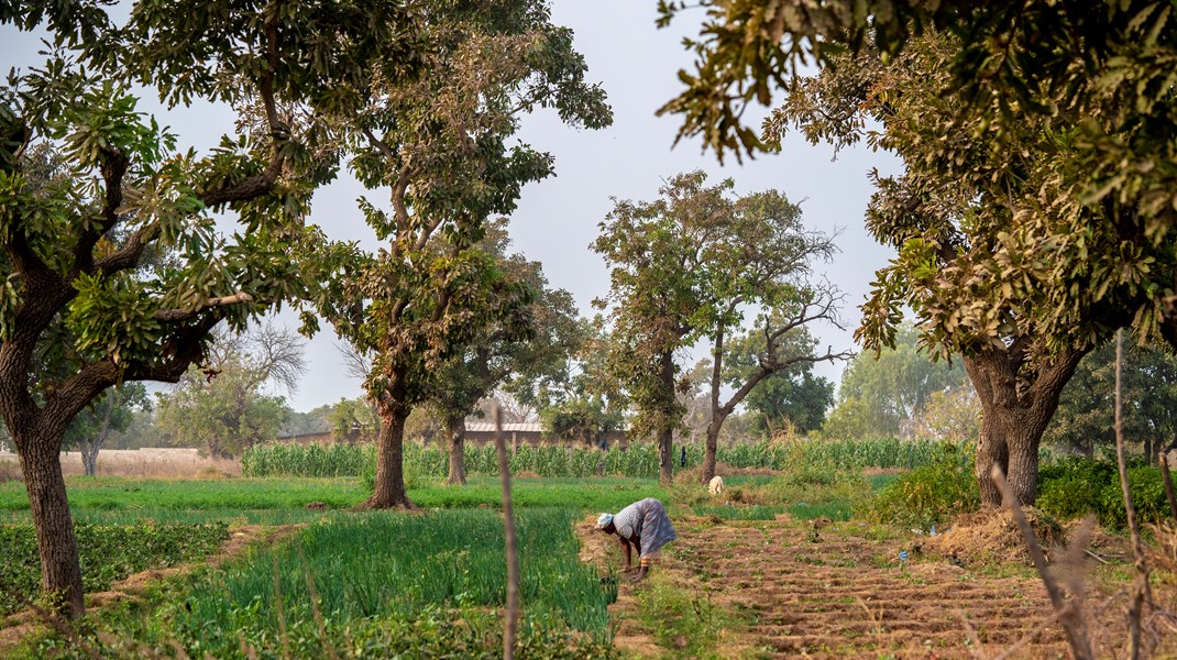 Der er størst mulighed for at reducere CO2-udslip i mellemindkomstlande, mens det er vanskeligere i skrøbelige stater med lav indkomst såsom Burkina Faso, skriver Anne Mette Kjær.