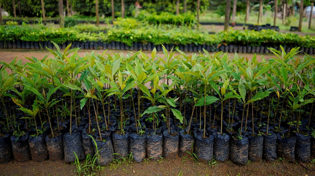 Hvis ny EU-aftale bliver stemt igennem, vil det fremover ikke være lovligt at stemple et produkt som klimaneutralt, hvis neutraliteten er fremkommet på baggrund af klimakompensation – eksempelvis ved at plante skov i udlandet. (Arkivfoto)