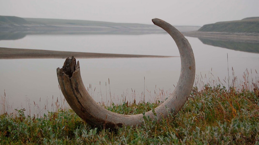 Det kolde arktiske klima har ført til helt ekstraordinære gode bevaringsforhold i de arkæologiske lag, hvilket gør det muligt at finde ekstremt velbevarede arkæologiske artefakter, skriver Jørgen Hollesen.