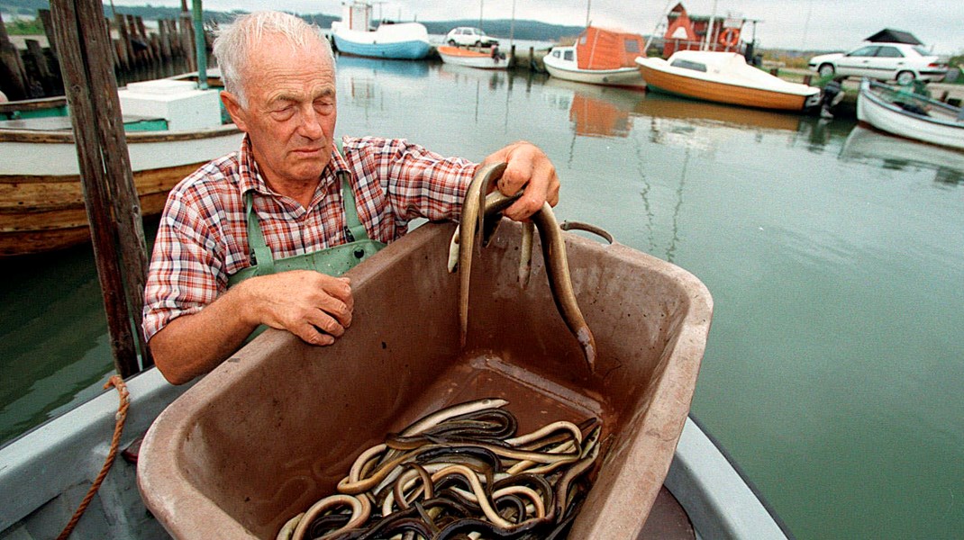 Arkiv. Altingets miljøredaktør husker billederne af døde ål i Mariager Fjord i 90'erne. 