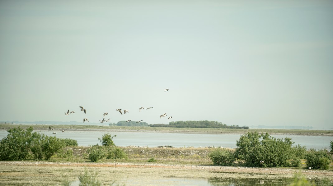 Danmarks jægerforbund: Jagt er ikke skyld i vandfuglenes mistrivsel – det er næringsstofferne i havet derimod