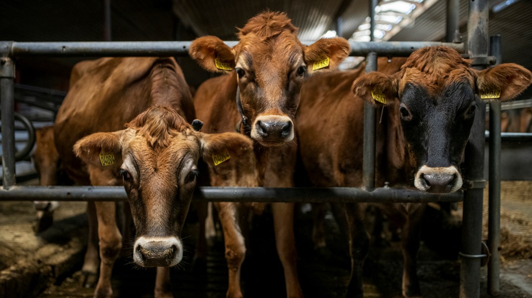 Hvad vil de samfundsøkonomiske omkostninger være ved en CO2e-afgift på landbruget, og kan et bedriftsregnskab danne afgiftsgrundlaget? Torsdag er der åben høring om en af de mest omdiskuterede politiske emner lige nu. 