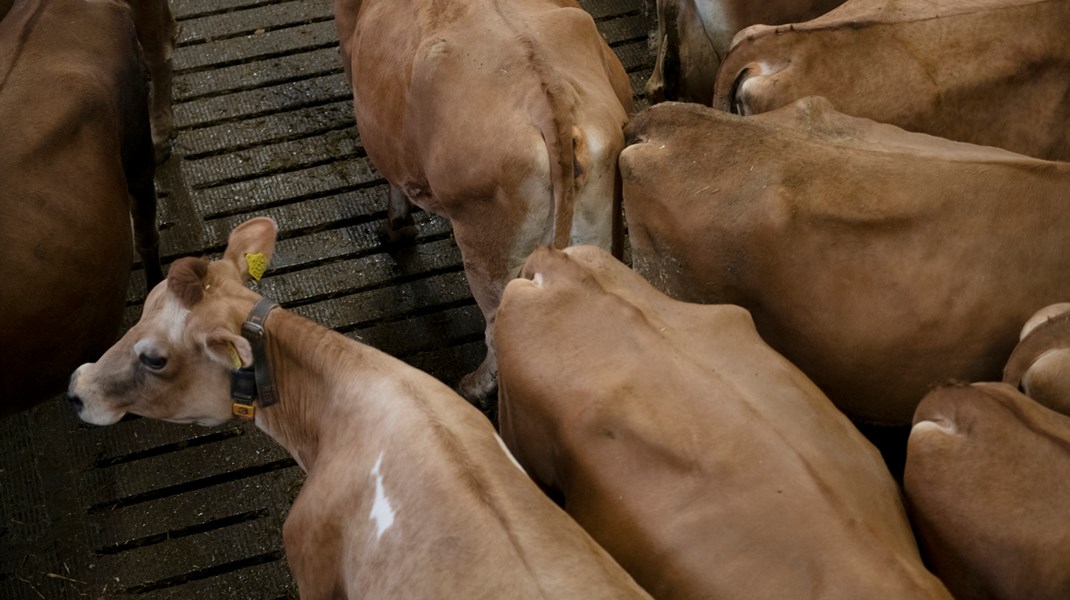 Dyrenes Beskyttelse: Kemisk klimafix af køerne går på kompromis med dyrevelfærden