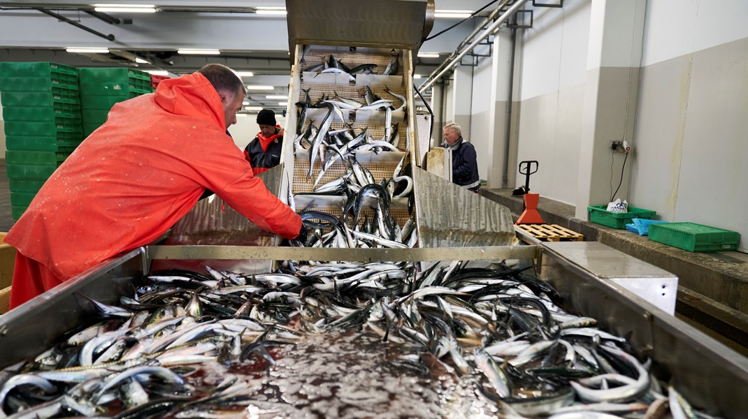 Fiskerikommissionen har netop afleveret sin rapport til regeringen med 19 anbefalinger til dansk fiskeri. Klimaomstilling, fiskerfiskerordning og en trawlfri zone i Bælthavet er blandt anbefalingerne. 