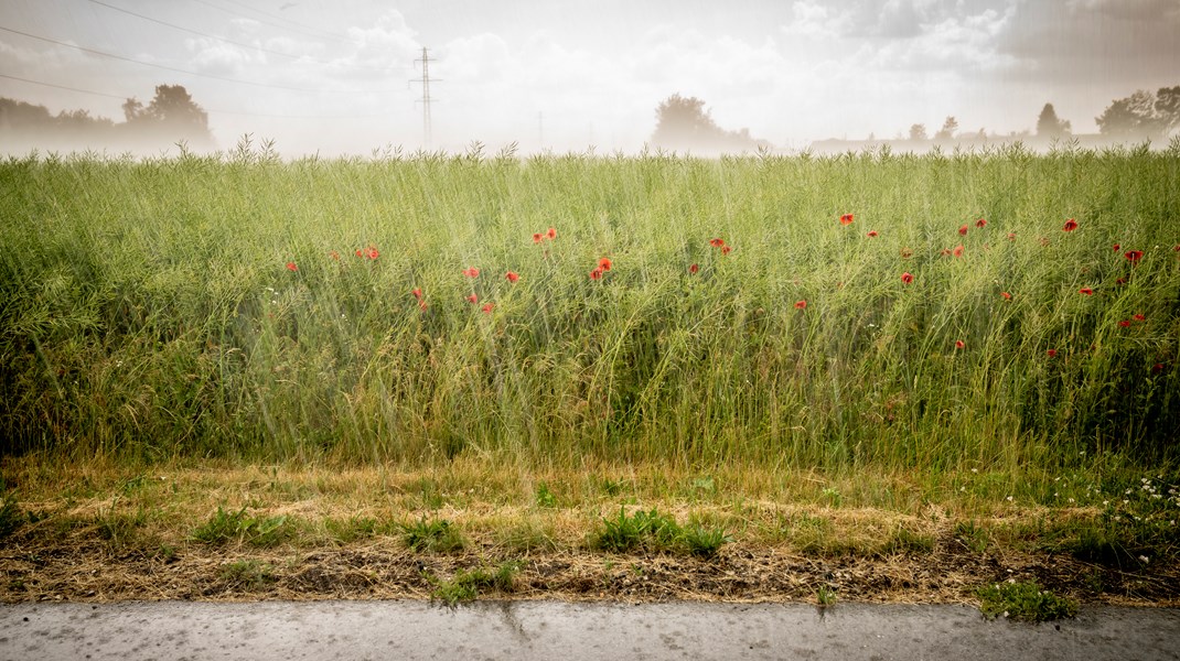 Kraftig regn ved Dåstrup på Midtsjælland, juni 2023.