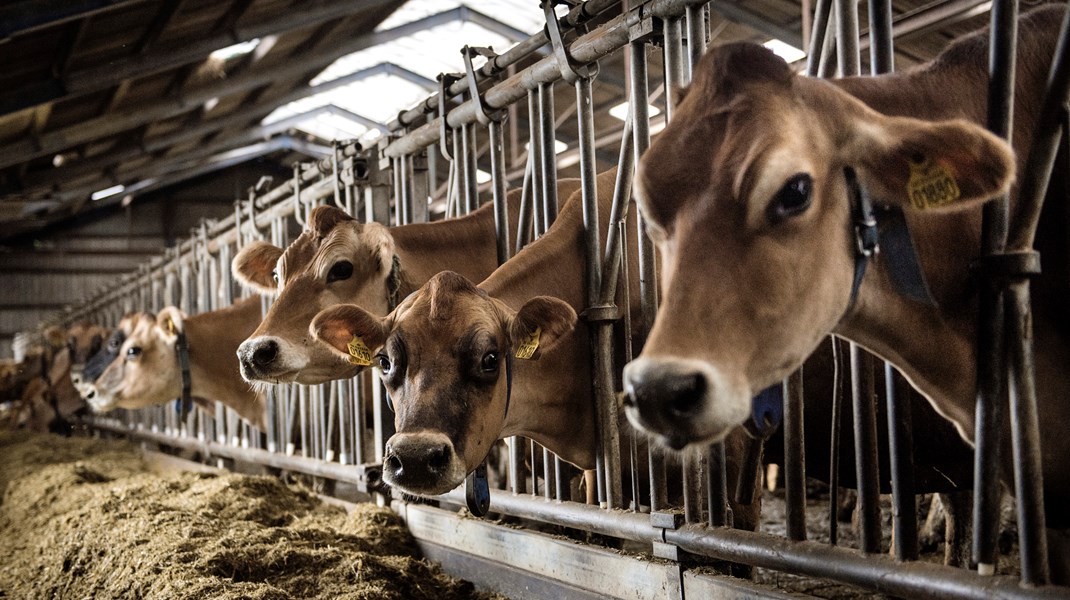 Grønne organisationer: Regeringens sats på Bovaer er kortsigtet og kontraproduktivt for landbrugets omstilling