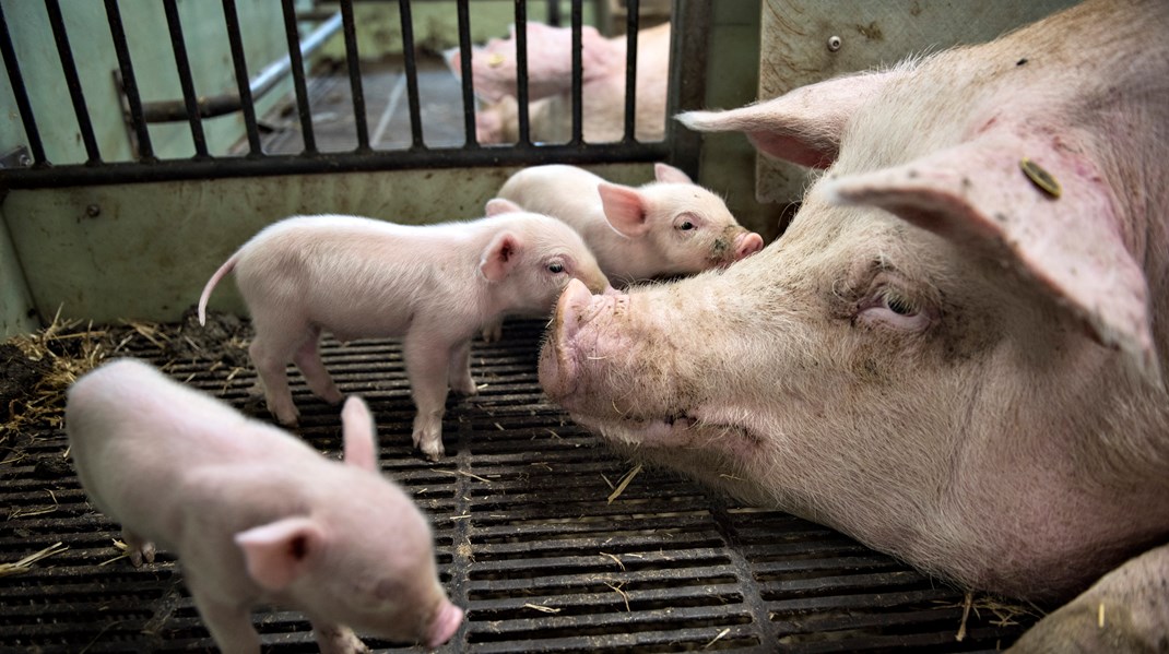 Landbrug & Fødevarer til forskere: Vores forbrug af antibiotika er ikke skørt. Det er lavt og efterspurgt internationalt