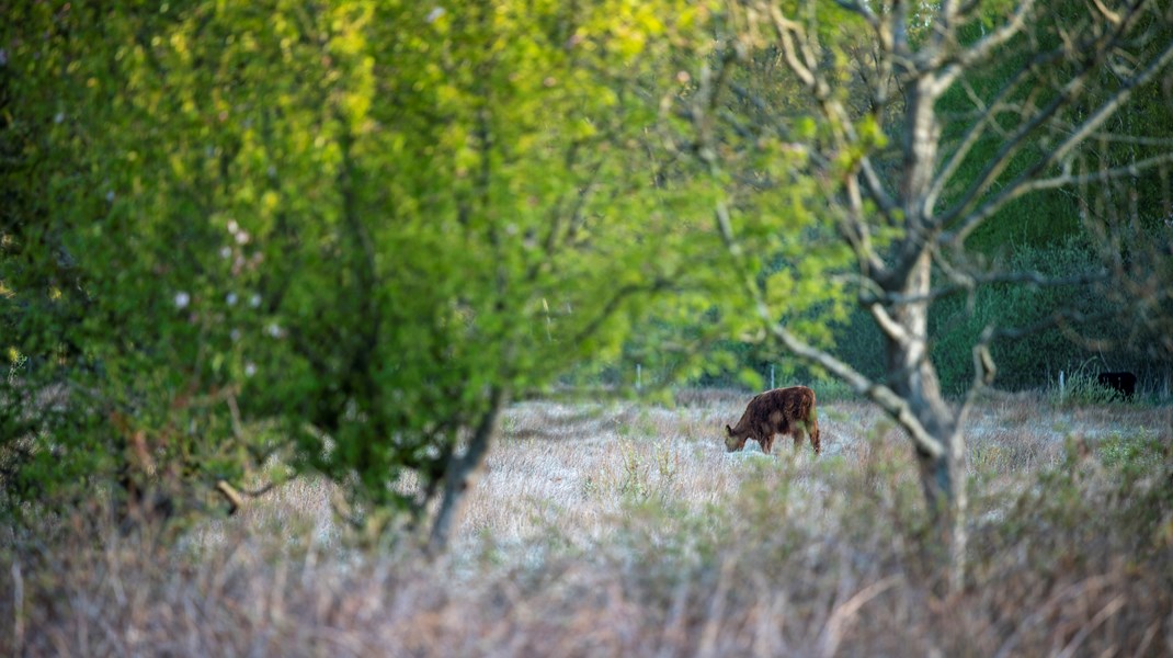 Vi ser situationer, som for eksempel i Nationalpark Mols Bjerge, hvor biologer har fået frie tøjler i projekter, hvor dyrenes ve og vel ikke bliver overvejet godt nok på forhånd, skriver dyrlæge Katrine Lawaetz.