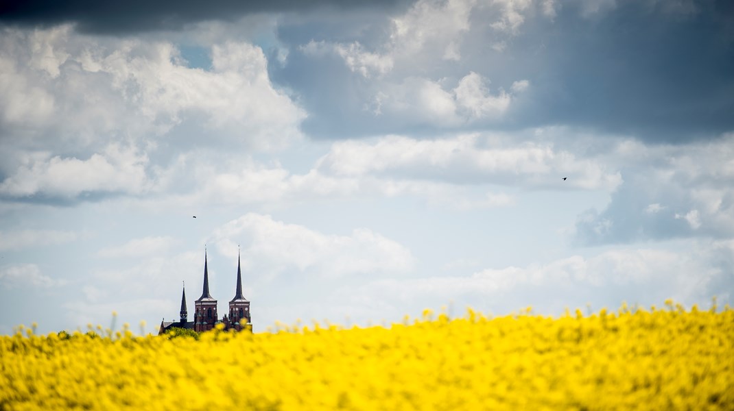 Skovrejsning, udtagning af lavbundsjorder, udbygning af vedvarende energi og økologisk landbrug er nogle af alternativerne til konventionelt landbrug, appellerer Folkekirkens Grønne Omstilling. Arkivfoto.