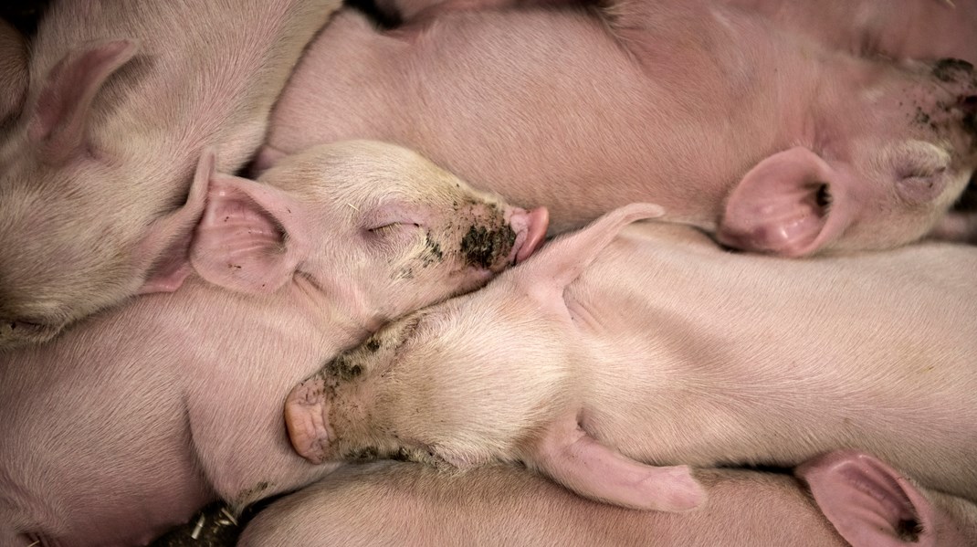 Forskere: Derfor er det skørt, at vi bruger så meget antibiotika til vores husdyr