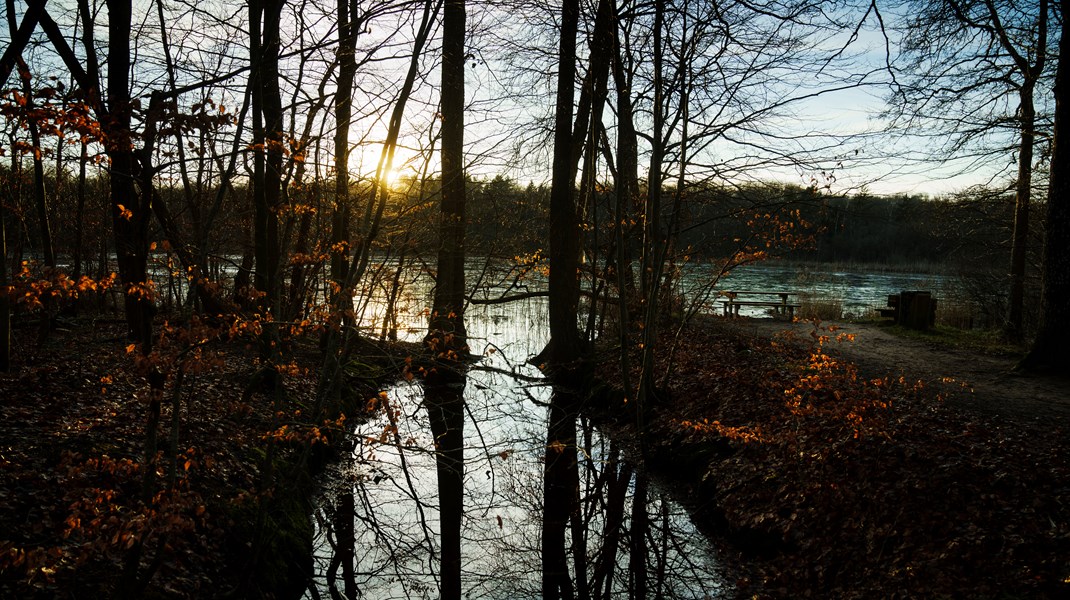 Verdens Skove: Danmark svigter biodiversiteten i vores urørte skove