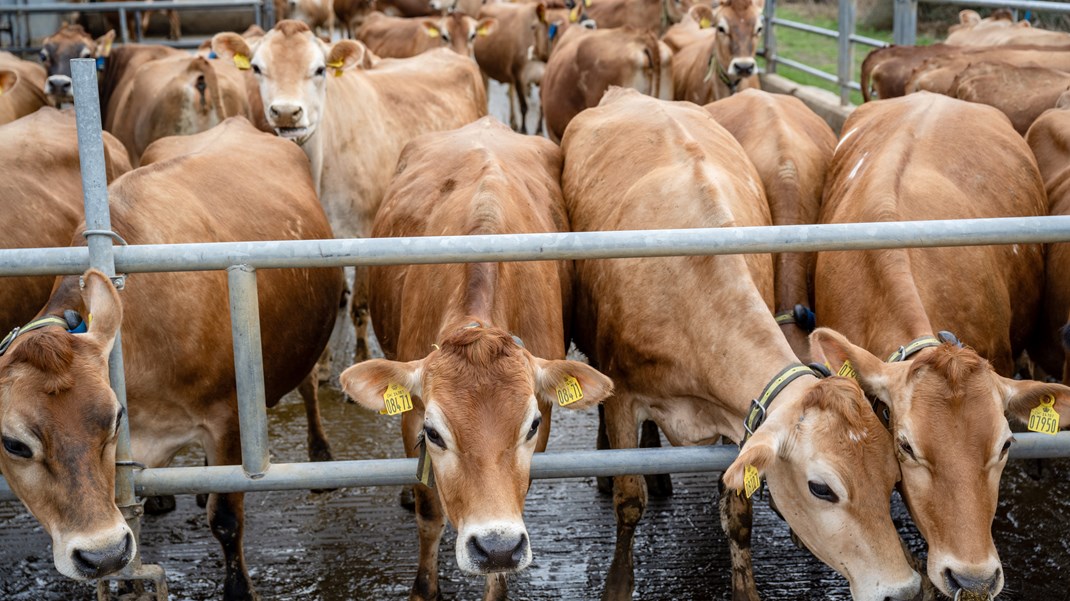 Danva: Skovrejsning kan være rygraden i en CO2-afgift på landbruget