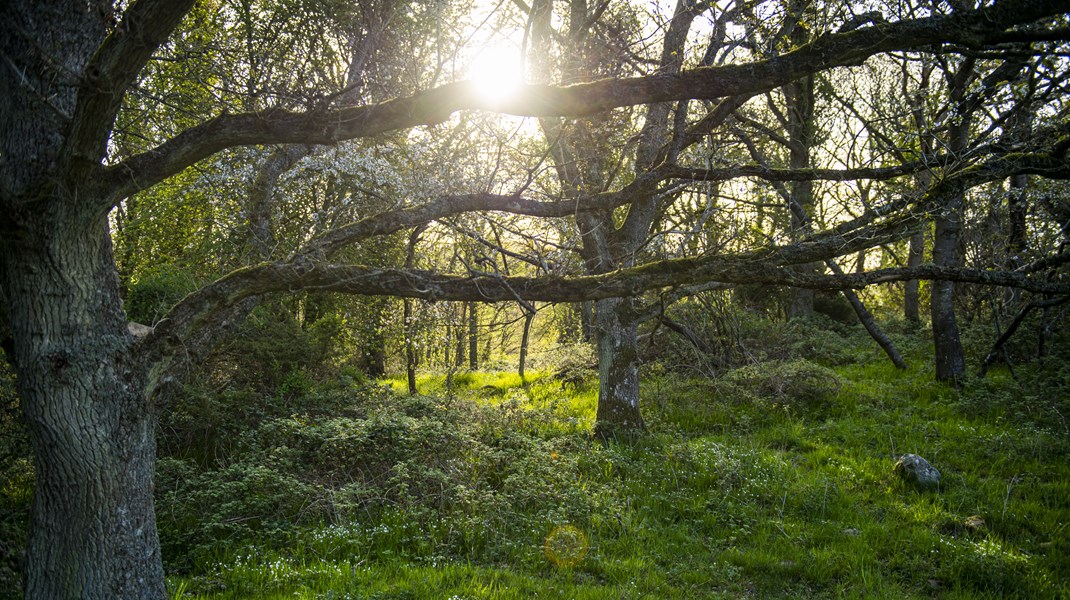 Miljøministeriet har udpeget bestyrelsesformænd for 15 naturnationalparker