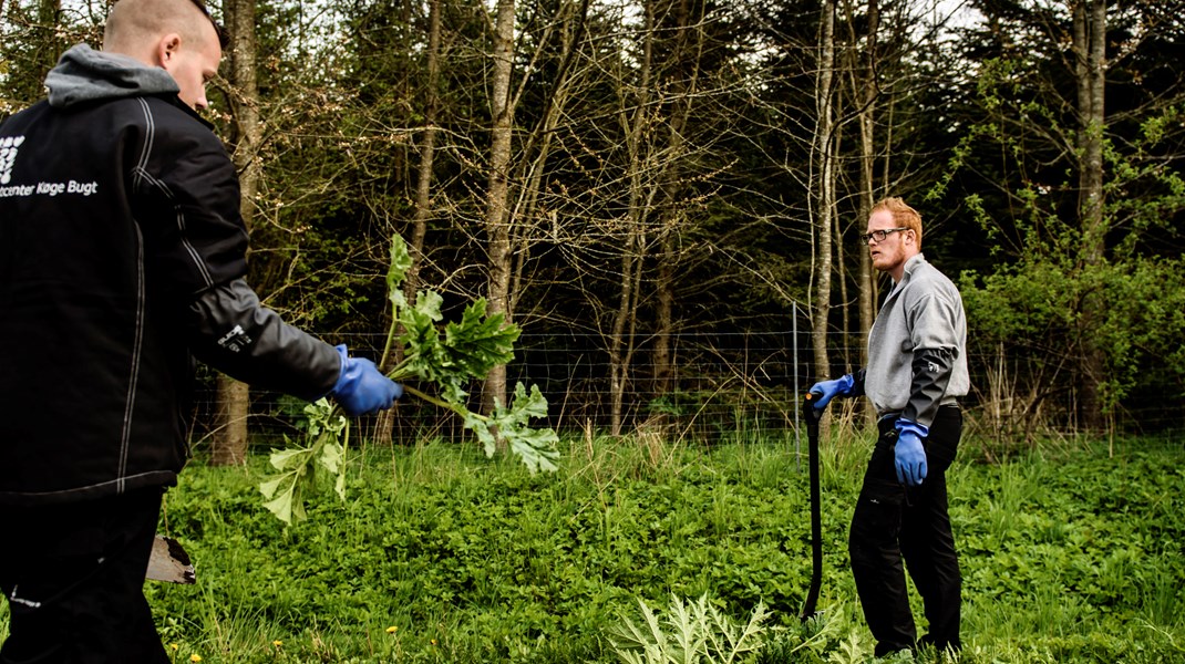 Ministerium bekræfter: Flere skal i nyttejob og kravene bliver lempet