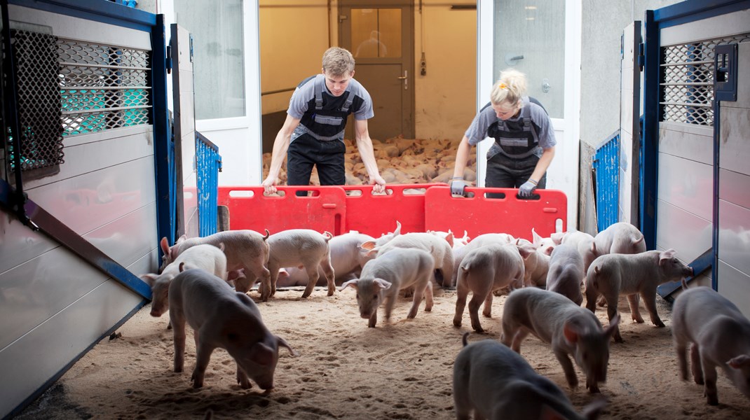 Vi opfordrer til, at man med en ny EU-Kommission og et nyt Europa-Parlament får genoptaget forhandlingerne af forslaget og sætter fokus på at løfte kvaliteten af dyretransporter, håndhæve de eksisterende regler og anerkende de nye teknologiske løsninger, skriver Trine Vig.