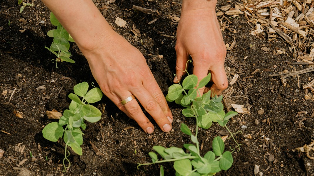 I Danmark har vi en underskov af producenter, som vil fremtidens løsninger, og vi har danske landmænd, der gerne vil producere mere bæredygtigt, skriver Tanja Andersen og Anna Lerche.