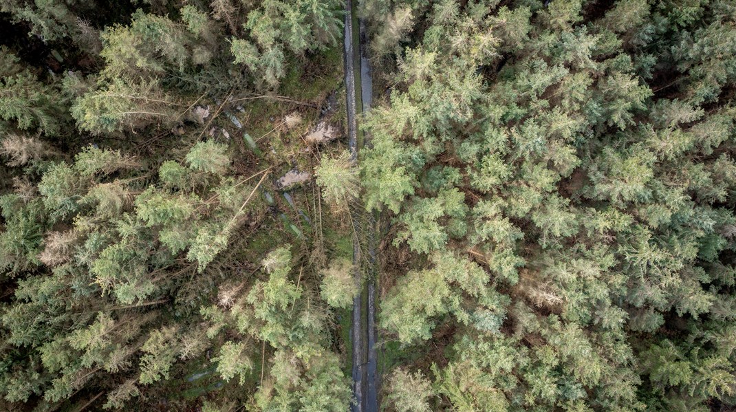 Skovrejsning med biodiversitetsformål kan i høj grad forenes med andre formål som at passe godt på grundvandet, skabe gode naturoplevelser for danskerne og hjælpe os til at nå vores klimamål, skriver ni forskere.