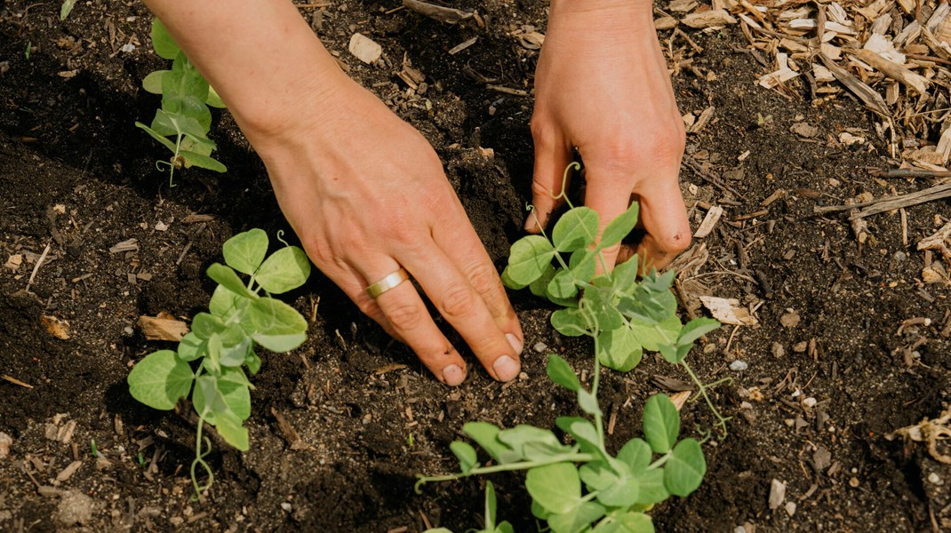 Formand for LandboUngdom genopstiller ikke 