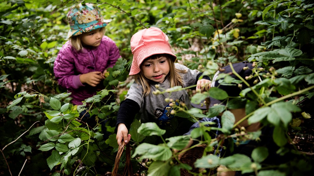 Rigtig mange forældre ser værdien i at give bybørn mulighed for at udforske naturens planter og dyr, skriver Christine Nissen, Jakob Dreyer og  Josefine Ørskov. Arkivfoto.