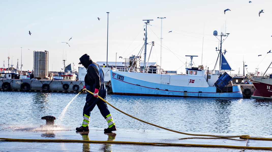 Foreningen for Skånsomt Kystfiskeri: Det er muligt at få torsken tilbage på nytårsbordet