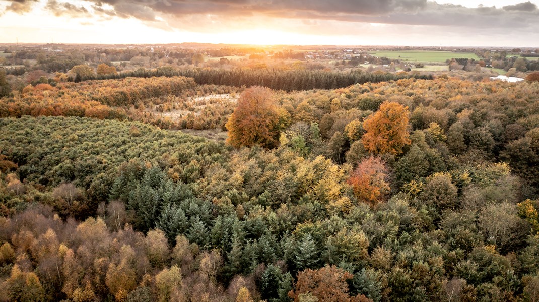 Verdens Skove: Urørt skov er en win-win for biodiversiteten og klimanytte