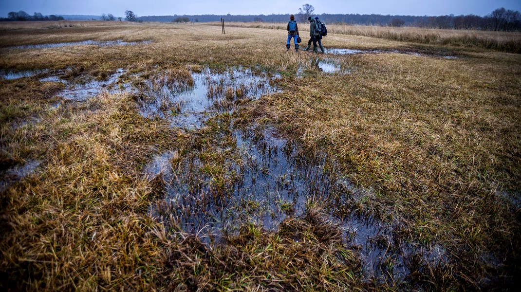 Med EU's naturgenopretningslov forpligter medlemslandene sig på at genoprette minimum 30 procent af de drænede tørveområder samlet i EU inden udgangen af 2030.