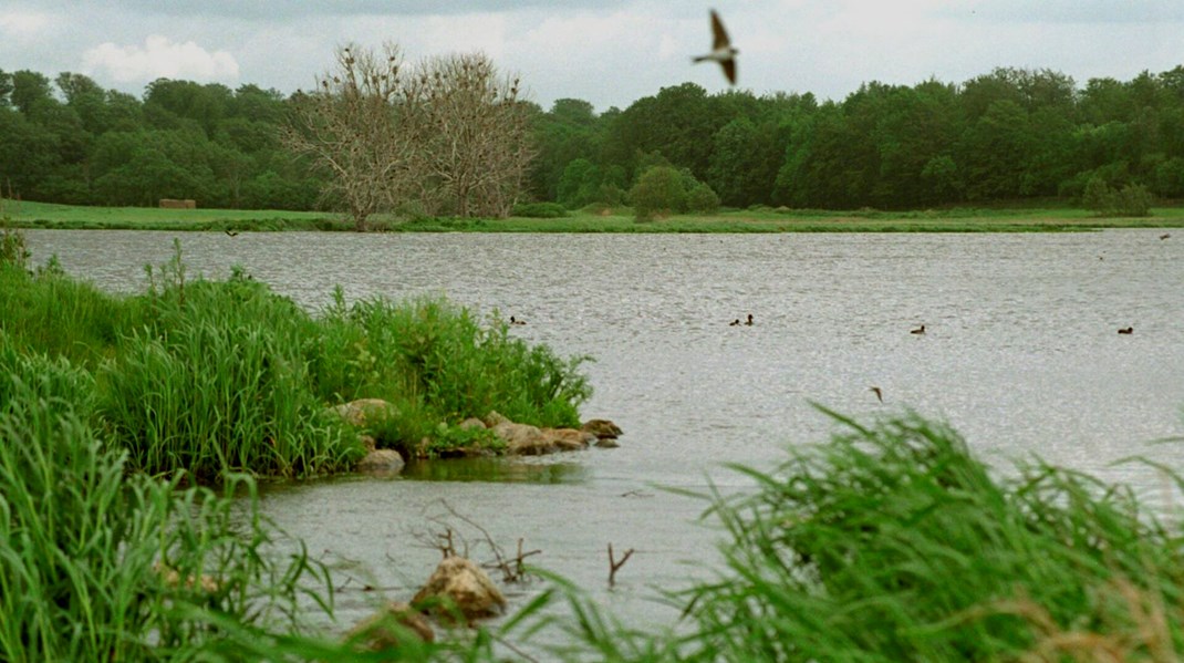 EU's nye naturgenopretningsplan skal sikre mere fri natur til gavn for biodiversiteten, men for landmændene betyder det også, at noget af landbrugsjorden skal tages ud, derfor er der oven i jubel fra miljøminister Magnus Heunicke (S) og de grønne organisationer også bekymrede miner hos Landbrug og Fødevarer.