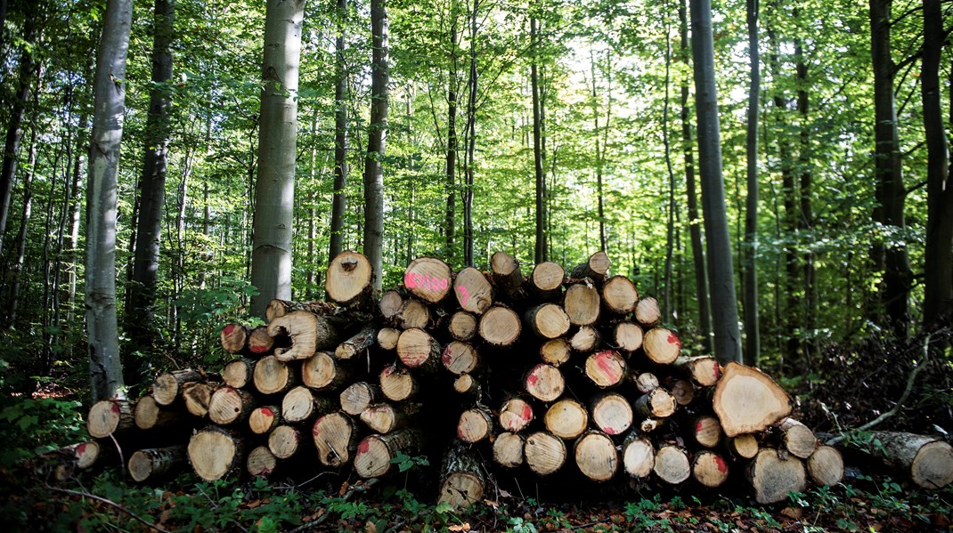 Det er vigtigt, at initiativer til naturgenopretning og -beskyttelse sker med forståelse for, at der fortsat er brug for træproduktion i skovene, Anders Frandsen.