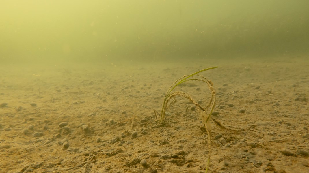 Kvælstofudledning er den vigtigste årsag til iltsvind og døde havbunde i Danmark.