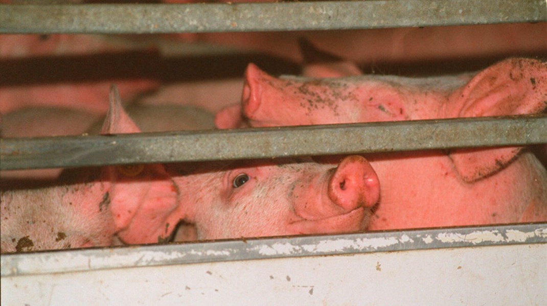 Igennem de seneste 20 år har en strukturudvikling i dansk landbrug ført til en stadig stigende tendens til, at smågrise sendes til udlandet for at blive opfedet og slagtet, hedder det i aftaleteksten om en klimaafgift på landbruget. Nu har regeringen forpligtet sig til bl.a. at arbejde for skrappere regler for dyretransporter i EU.