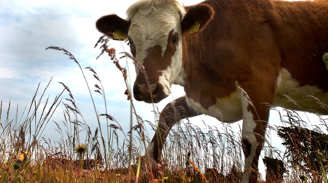 To ansatte ved Naturstyrelsens afdeling Kronjylland er blevet tiltalt for flere forhold vedrørende overtrædelser af dyrevelfærdsloven.